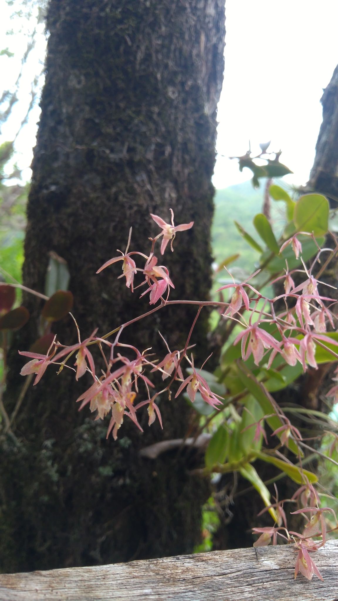 Epidendrum diffusum